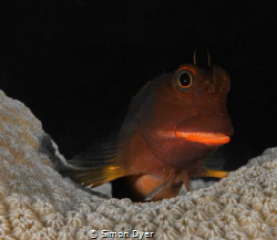 redlip blennie was on the south side of grand cayman ther... by Simon Dyer 